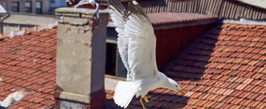Residential Chimney Animal Removal Solution in Poplar Bluff, MO