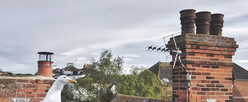 Chimney Cleaning And Restoration in Poplar Bluff, Missouri